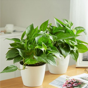 快惠 自吸水绿萝（小型、桌面高0.5米以内、含防陶瓷盆）盆栽办公绿植