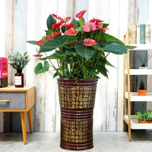 快惠 红掌（中型、落地高1米左右、含盆）盆栽办公绿植