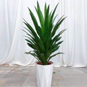 快惠-也门铁绿心（含盆高约150cm）